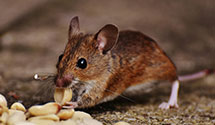 24 Hour & Emergency Exterminators in Kimberley, AR